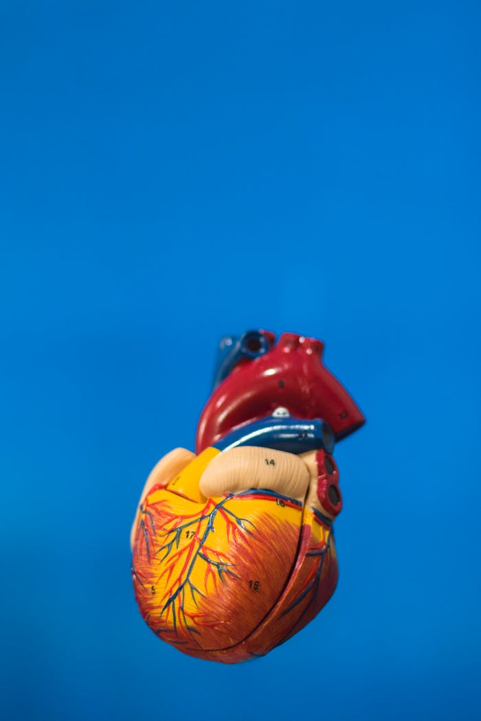 Vibrant anatomical heart model against a solid blue backdrop, showcasing educational detail.